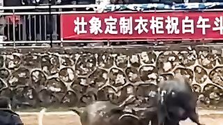 The bull fight