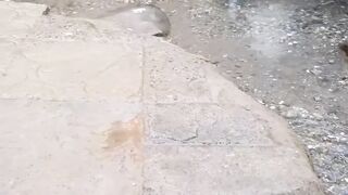 kohsar twon Bhara kahu/kohsar twon pani ka chashma #islamabad /chashma/Bhara kahu Islamabad