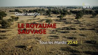 Les sacrifices d’une mère pour sauver ses lionceaux