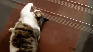 Naughty cats cute animals playful cuties