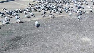 Makkah Pigeons #pigeon #viral #shorts #trending #mdroman #asadnisar
