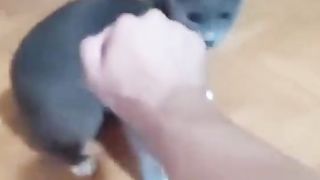 Kungfu Cat