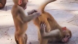 Monkey looking for fleas on buttocks
