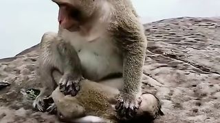 Bitten by a big monkey