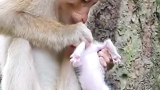 It's a pity that little cats are made to play with monkeys