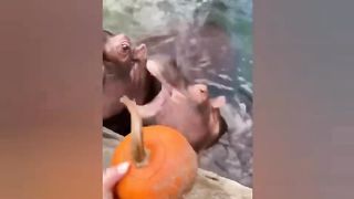 ncredible Hippopotamus | Funny Hippo Videos | Hippopotamus Compilation.