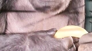 gorillas eat delicious bananas