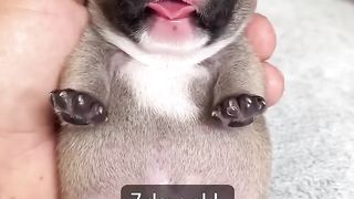 Cute animals 18