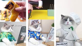 a unique cat that is smart in every way