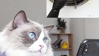 see the rare behavior of a smart cooking cat