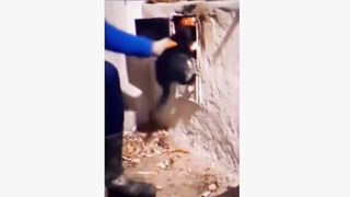 Top Funny Curious Cats Videos