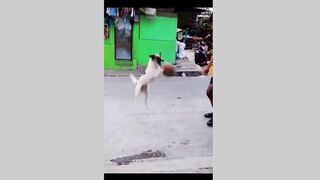 Top Funny pets playing Cats & Dogs