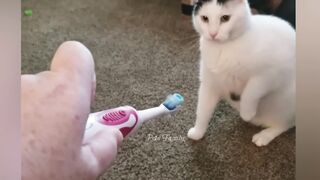 The latest funny cat videos
