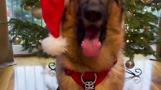 Baby Dogs - Cute and Funny Dog Videos
