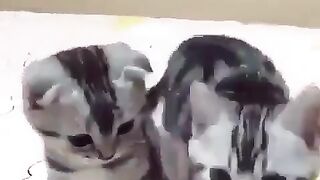 Kucing kembar lucu.