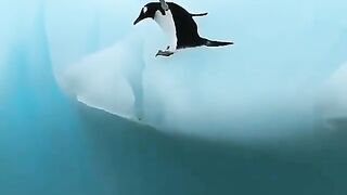 Penguins at the Antarctica