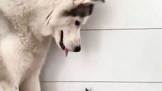 big dog and baby cat