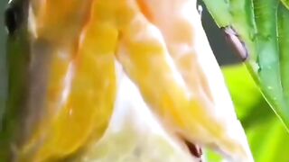 Amazing Fish