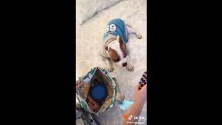 THE BEST CAT AND DOG TIK TOK