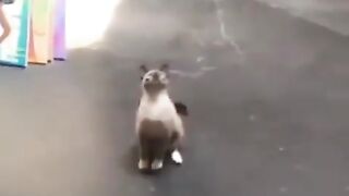 Tingkah kocak kucing lucu