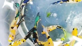 Yellow Koi Female