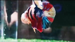 Beauty Betta & cool color