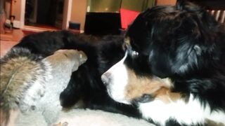 Squirrel trying to hide nut in Dog :)