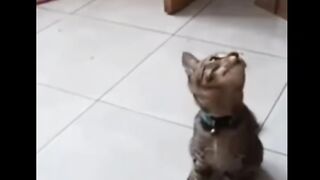 Kucing imut dan lucu banget
