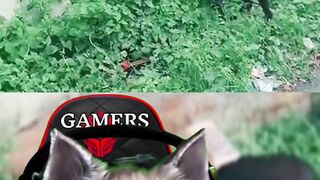 Kelakuan kambing ketika gabut????