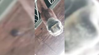 Funny and Cute Horse Videos That Will Change Your Mood For Good