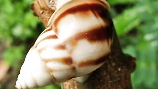 Siput berjalan dengan santai di kebun