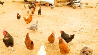 Animals and sounds - Cats, chickens, bears, fish, sheep, dogs.
