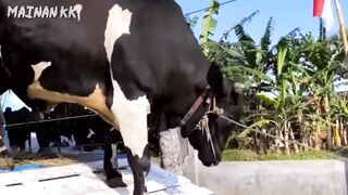 Membersihkan mainan sapi, unta, monyet, buaya, gorila, kucing, lucu