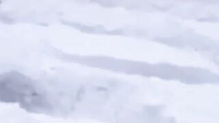 Bobby the dog playing in the snow