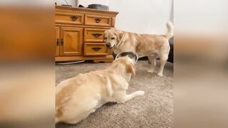 Funny animals - Funny cats / dogs - Funny animal videos 255