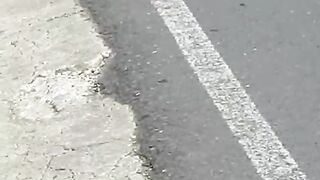 animals walking in the middle of the road