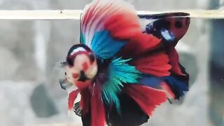 Halfmoon Red Koi Galaxy