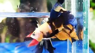 Halfmoon Yellow Koi Galaxy