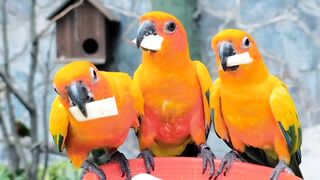 Animals and sounds - Elephants, birds, jellyfish, squirrels, bees, pigs, tigers.