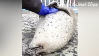 ???? Funny Animal Videos - Dec 2022 - ???? Kids Safe -???? Cats and Dogs ????