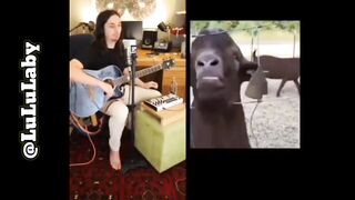 Beautiful and Amazing Voice of Justin Timbergoat