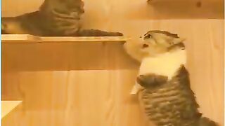 funney cats video2023