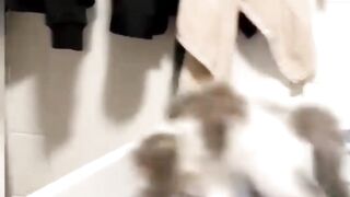 Cats and Dogs funney Videos