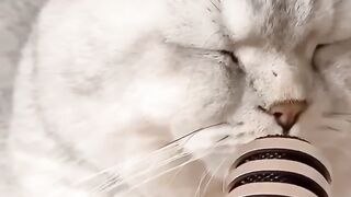 Cats & Dogs FUNNEY Videos