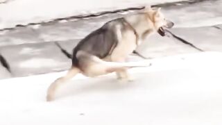 Dogs and Cats Funney videos for everone