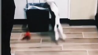 Funney cats and dogs video for 2023