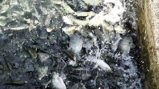 Ikan nila Black Nils
