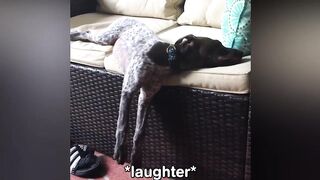 cut and funney dogs and cats videos for everone