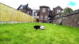 Hilarious and funny dog ​​behavior??!!