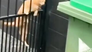 Kelucuan hewan peliharaan